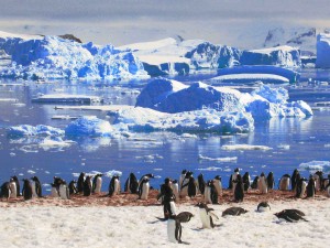  Eselspinguine vor gestrandeten Eisbergen