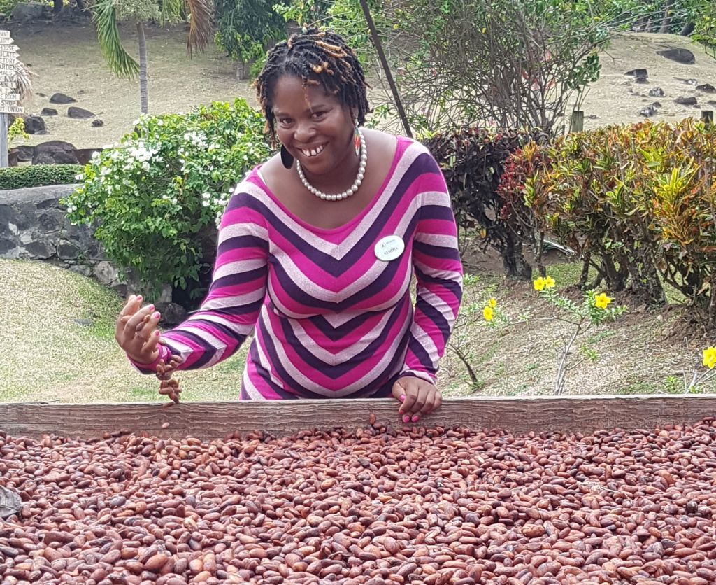 Kendra Alexander greift auf Belmont Estate in getrocknete Kakaobohnen - die Basis für feine Schokolade. Bilder: Bauroth