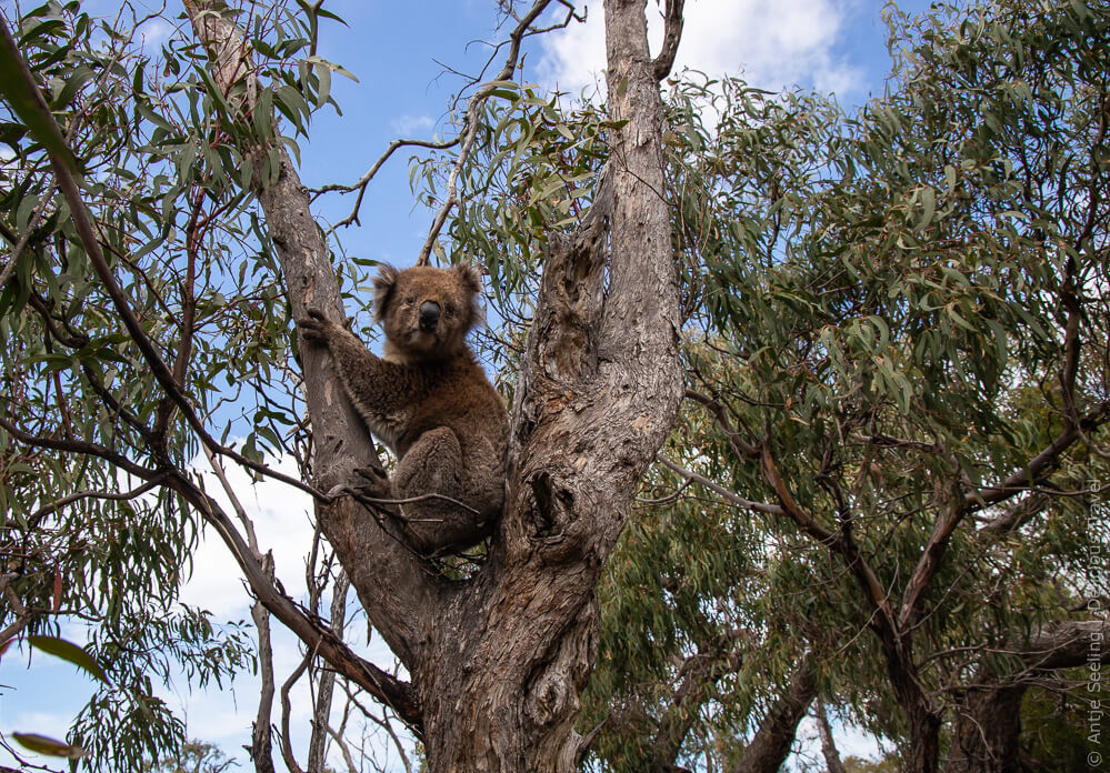 Koala auf Raymond Island (Victoria, Australien)
