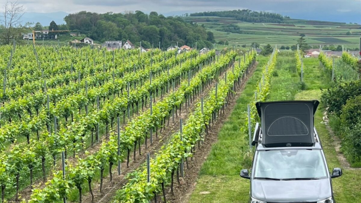 Urlaub am Kaiserstuhl: Camping in den Weinbergen