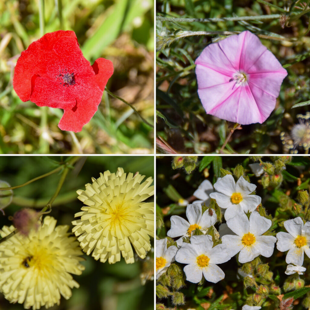 Frühling Istrien Blumen Naturpark Kap Kamenjak Kroatien