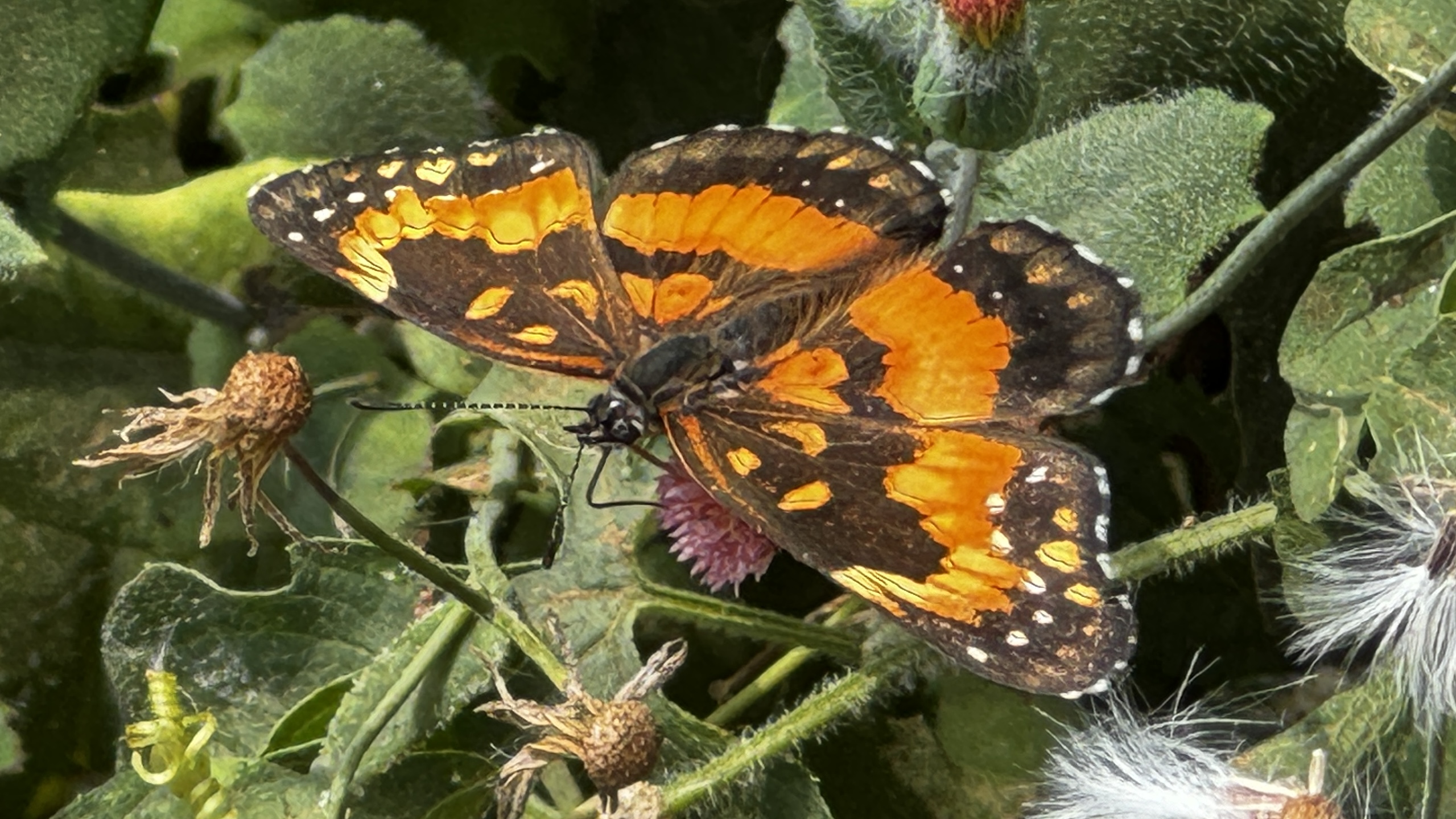 Schmetterling im Valle del Cauca, Symbol für die Leichtigkeit des Fliegens mit Viajes Mágicos Colombia.