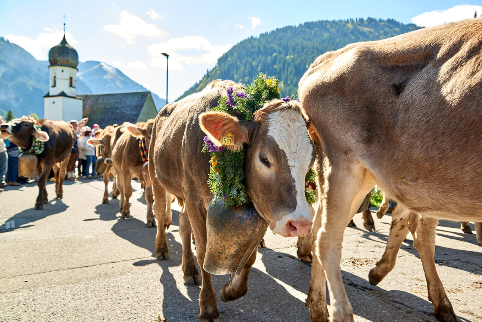 Fabelhafte Almabtrieb 2023 Bayern Ebenbild