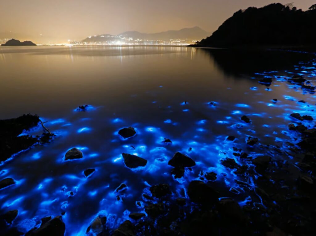 Karibik-Magie in der Luminous Lagoon