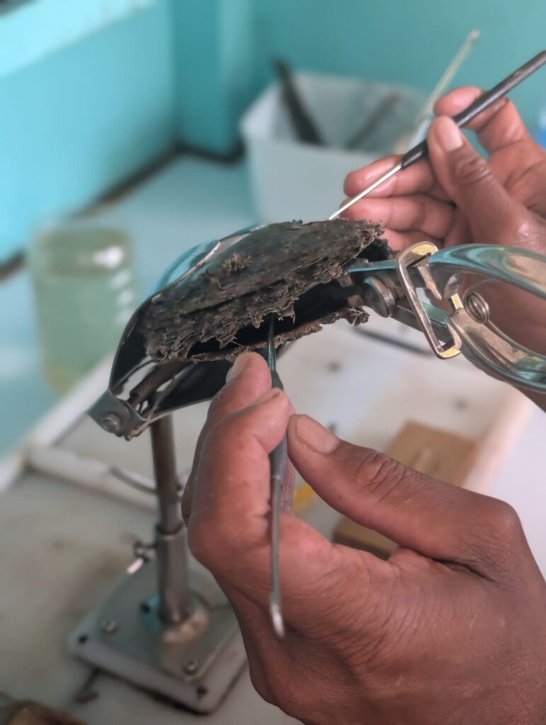 Fingerfertigkeit ist beim Auslösen einer Perle aus einer Auster gefragt