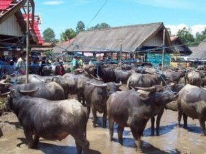 Tana Toraja feiert seine Toten