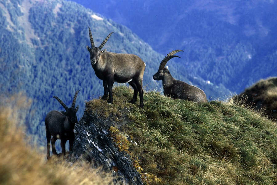 Foto_10_Steinbock_Copyright_Nationalpark Hohe Tauern W. Mair Foto_10_Steinbock_Copyright_Nationalpark Hohe Tauern W. Mair