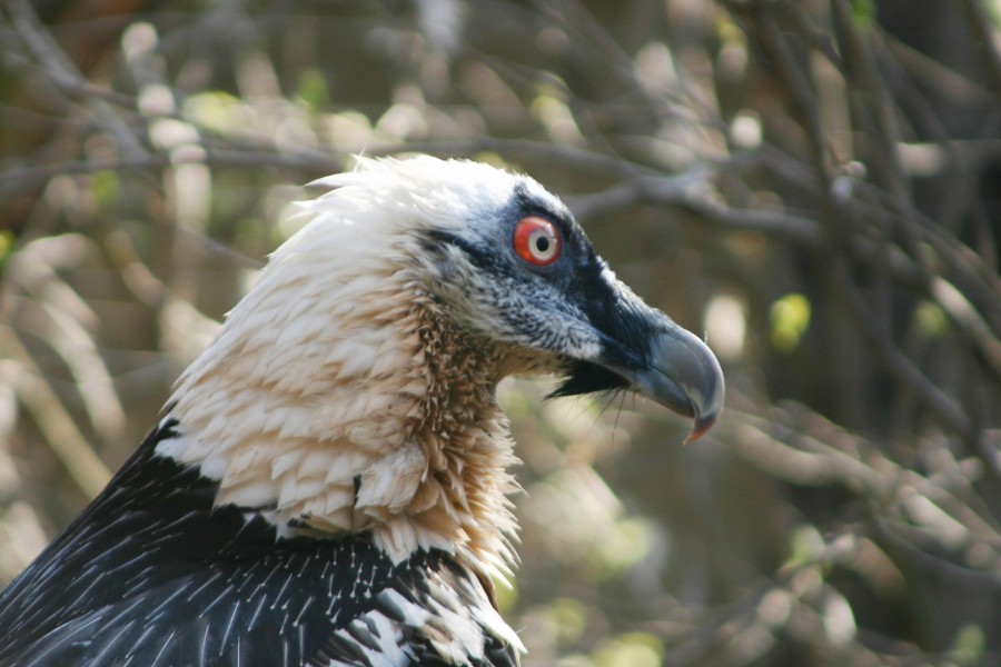 Gypaetus barbatusBearded VultureBartgeier- adult - Portrait - Haringsee Gypaetus barbatusBearded VultureBartgeier- adult - Portrait - Haringsee