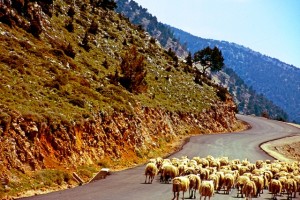 Kreta Schafe