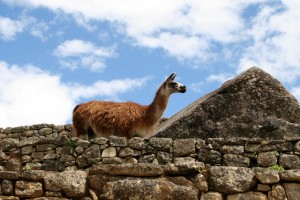Lama am Machu Picchu