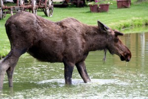 Moose bei Chena Hot Springs