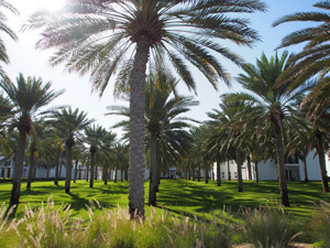 Dattelpalmengarten im Luxushotel The Chedi Muscat