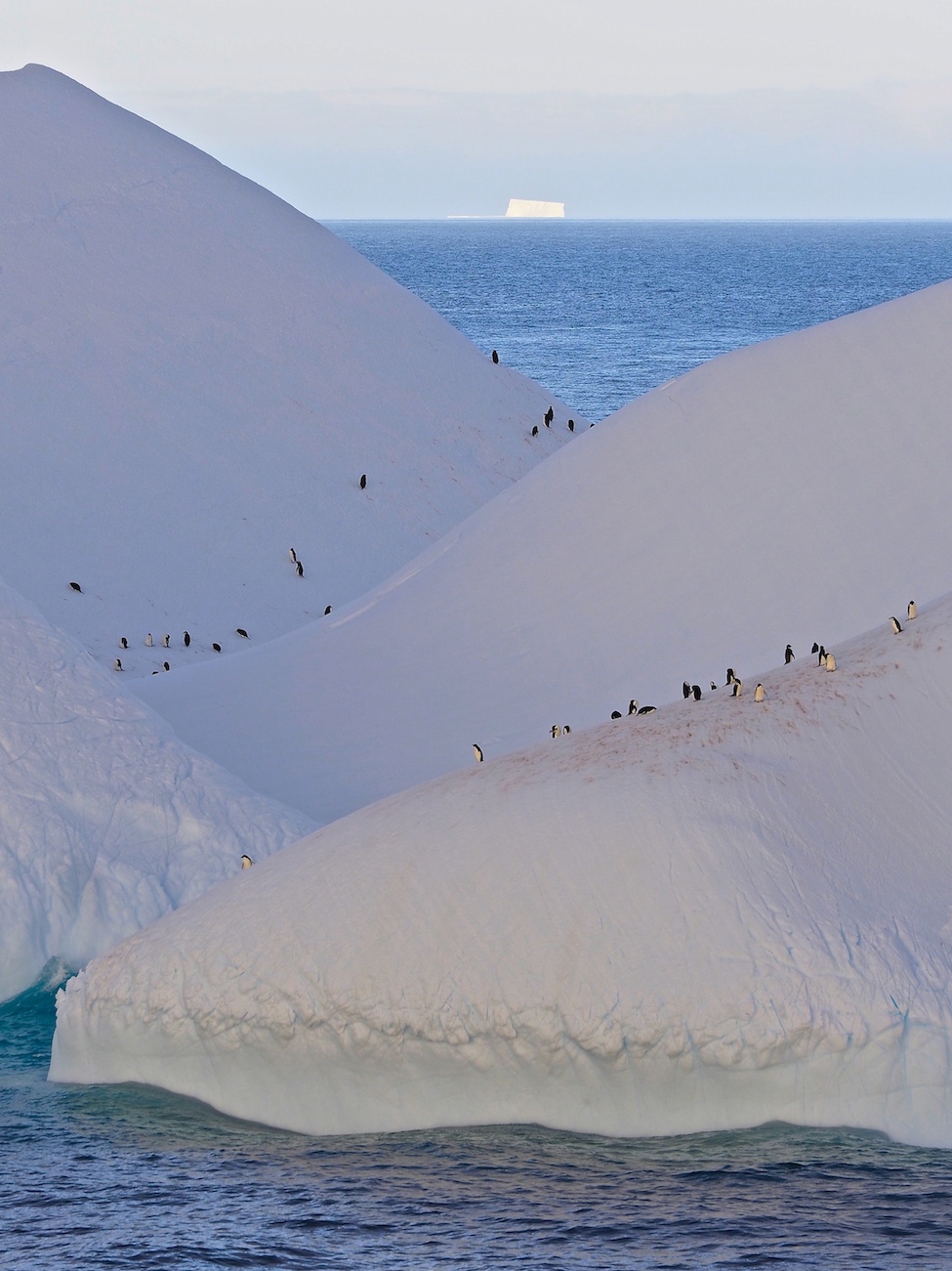 Expeditionskreuzfahrten Pinguine Expeditionsseereisen ins ewige Eis