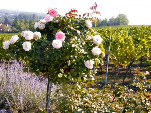 Rheinland-Pfalz Rosen und Wein