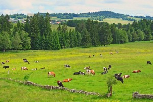 Trockenmauern begrenzen die Wydweiden