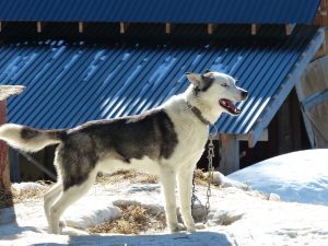 Die Huskies haben es eilig – winterliche Erfahrungen im norwegischen Hemsedal
