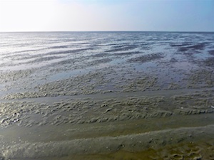 Hoch auf dem gelben Wattwagen Neuwerk Cuxhaven