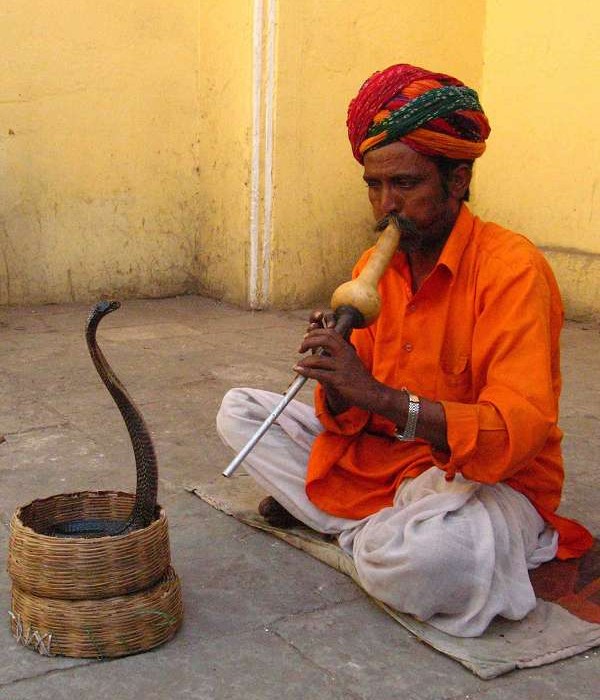 K 9 Jaipur Schlangen Beschworer Mit Seiner Indischen Kobra Reise Stories